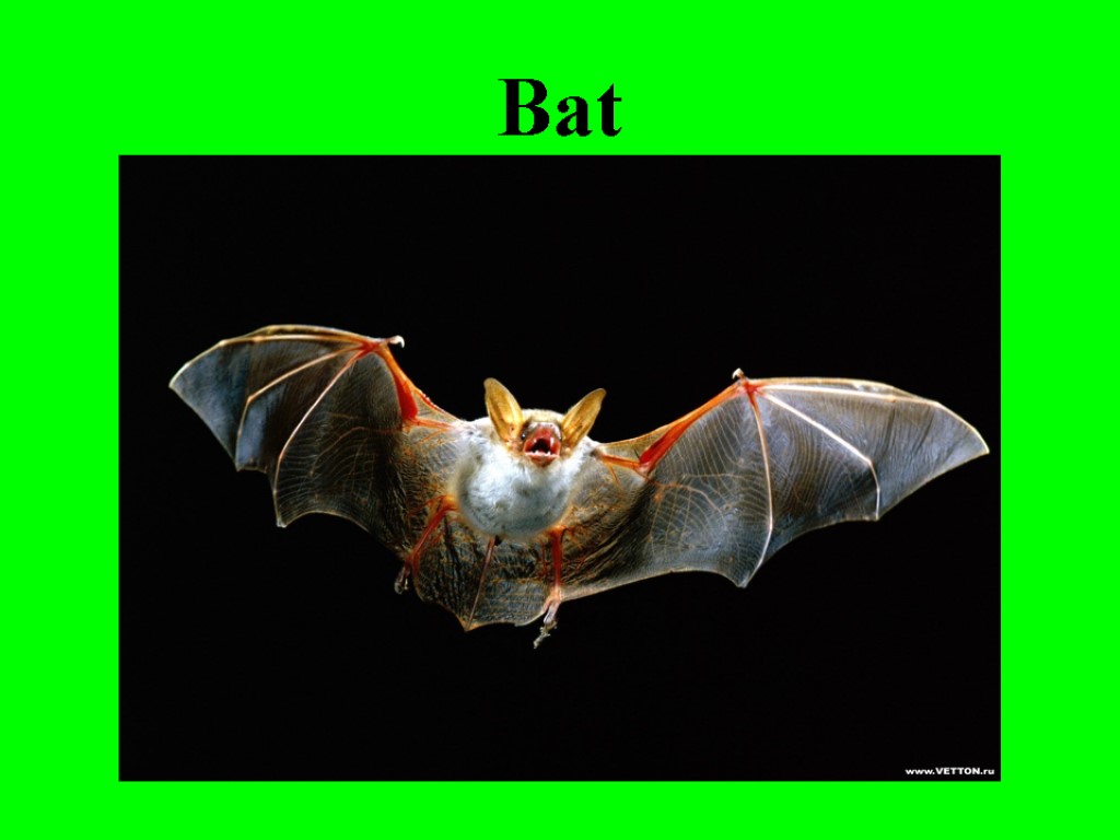 Bat